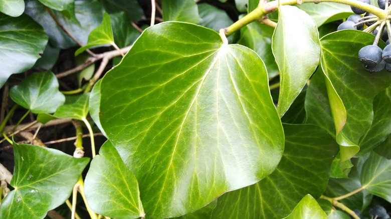 Persian ivy leaf upclose