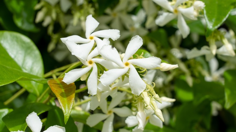 Star jasmine flowers