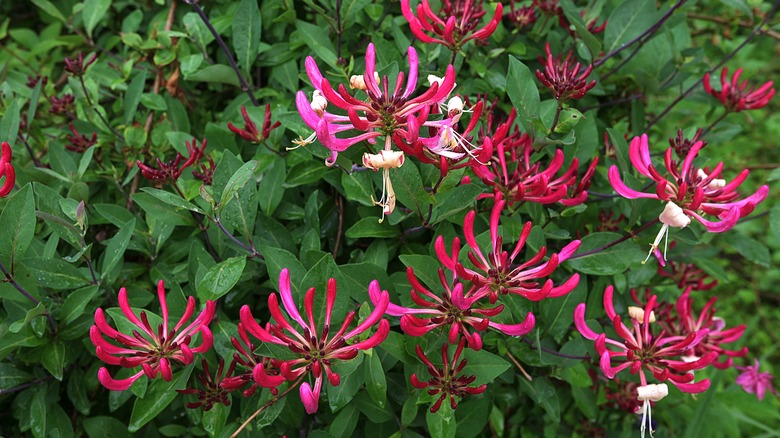 Trumpet honeysuckle in bloom