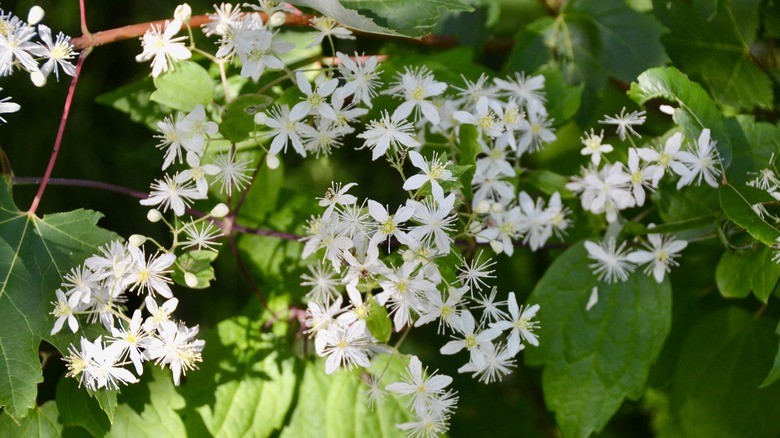 Virgin's bower