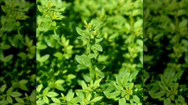 Winter jasmine leaves