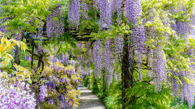 Purple wisteria on garden pergola