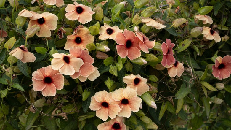 peach black-eyed susan vine flowers