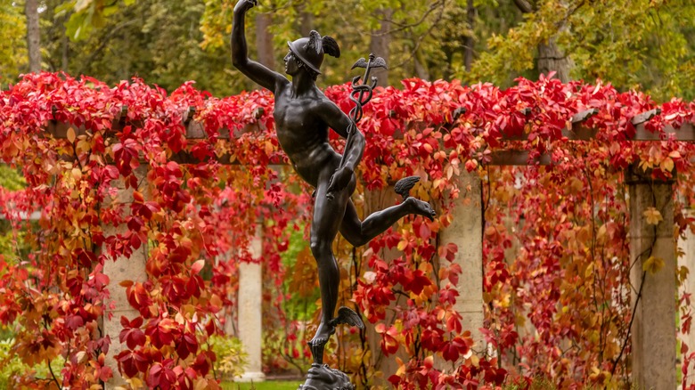 Virginia creeper on garden structure