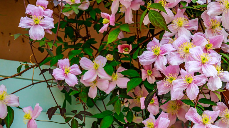 Pink clematis against building