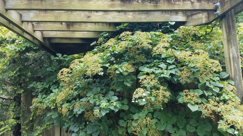 Climbing hydrangea on garden pergola