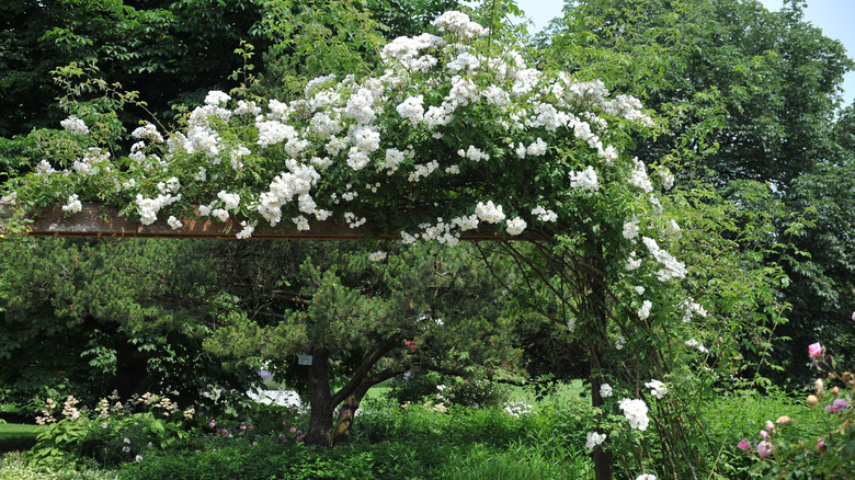 Climbing roses on garden pergola