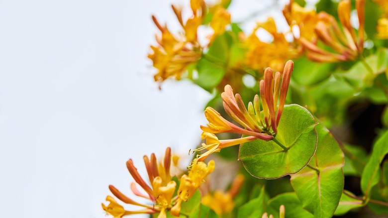 Close-up of honeysuckle flower