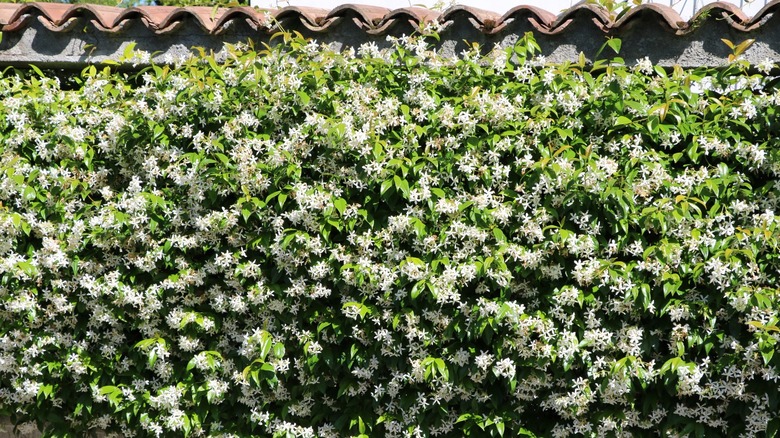 Jasmine hedge below terracotta roof 