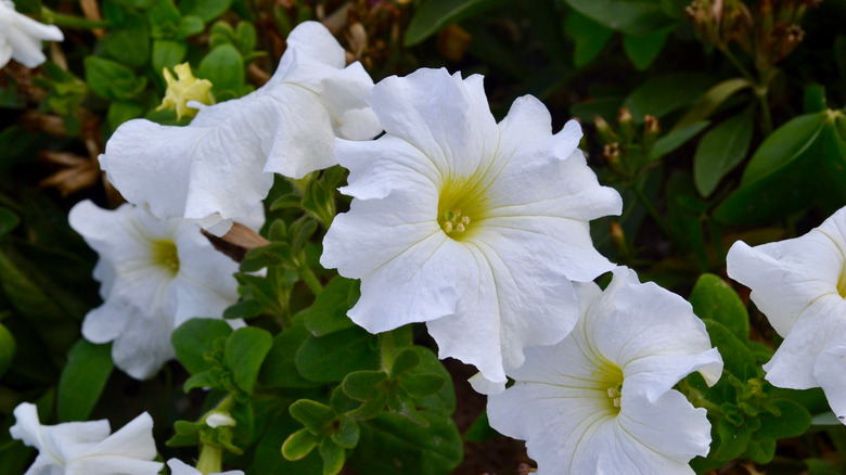 Close-up of moonflower flower