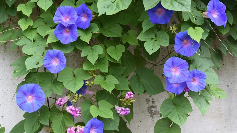 Morning glory vine and flowers