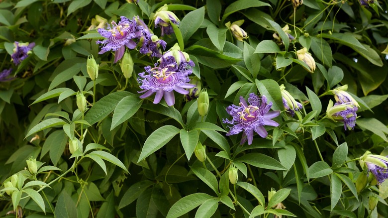 Close-up of passionflower flower