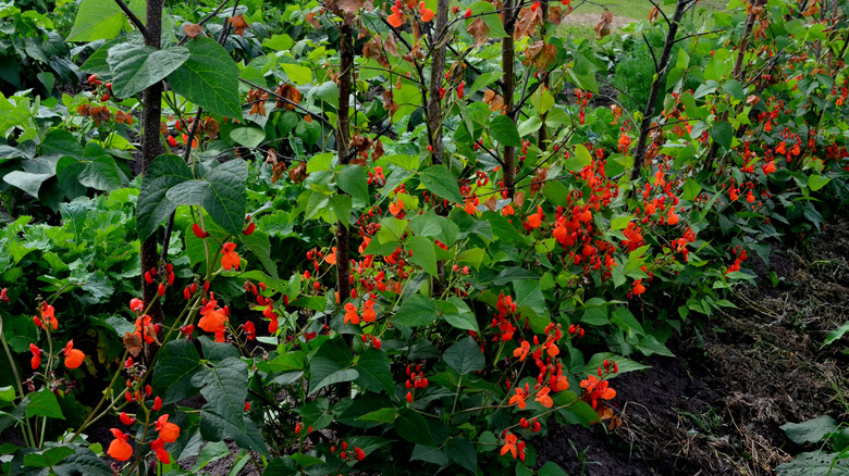 Scarlet runner bean in garden