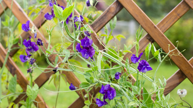 Purple sweet peas on lattice