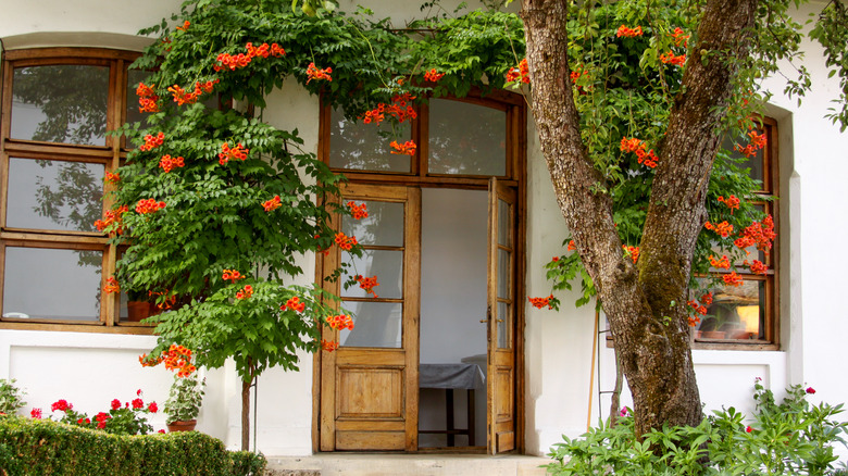 Trumpet creeper on stucco building