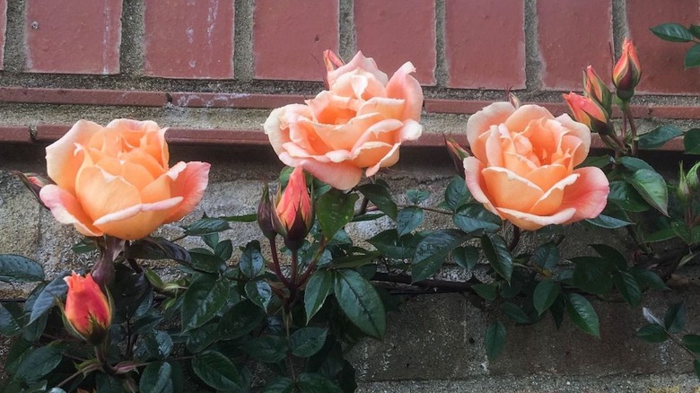 blooming orange roses on stone