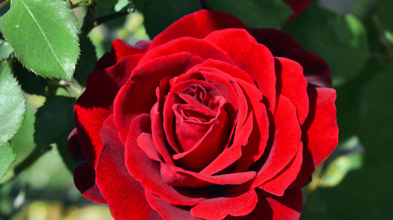 Don Juan red rose