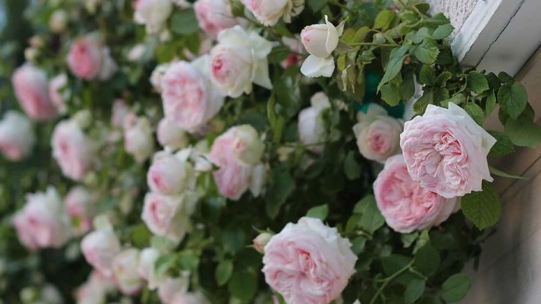 pale pink roses growing on wall