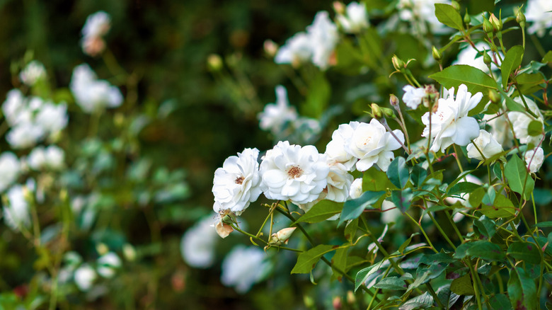 white iceberg roses in garden 