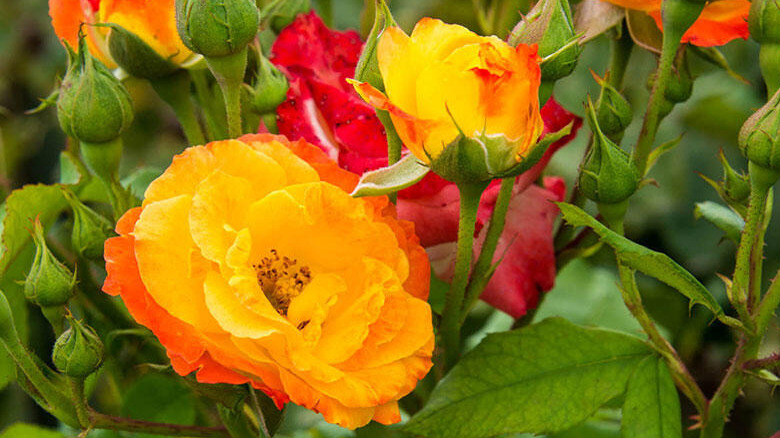 orange and yellow rose blooming