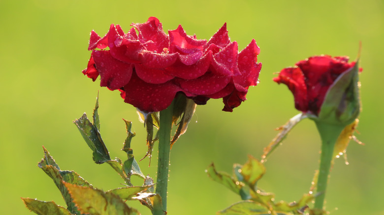 red roses of parkdirektor riggers