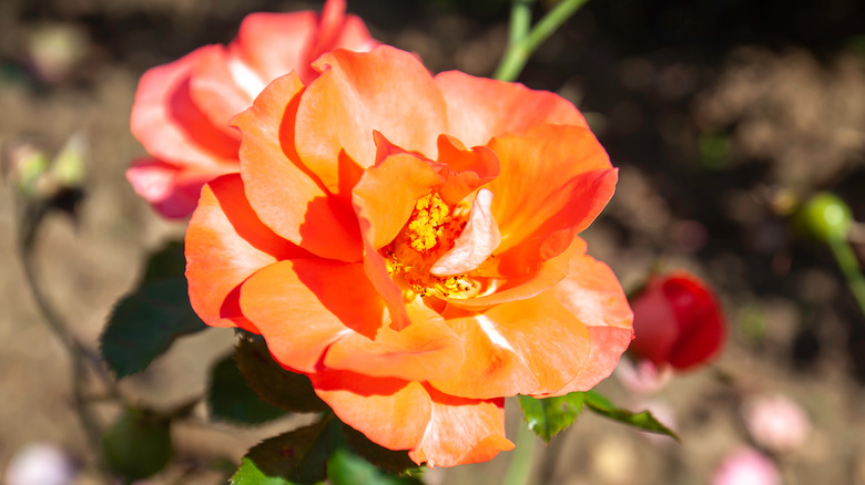orange rose in focus 