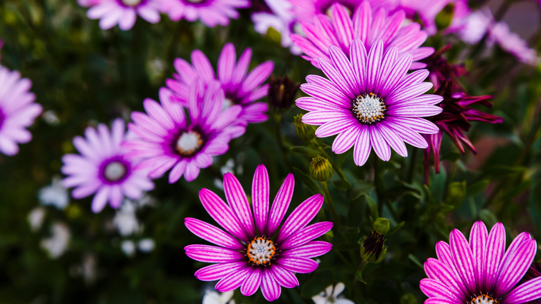 Osteospermum African daisy