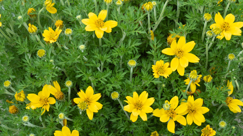 Bidens ferulifolia in bloom