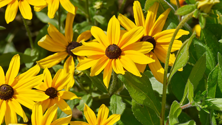 Rudbeckia hirta blooms