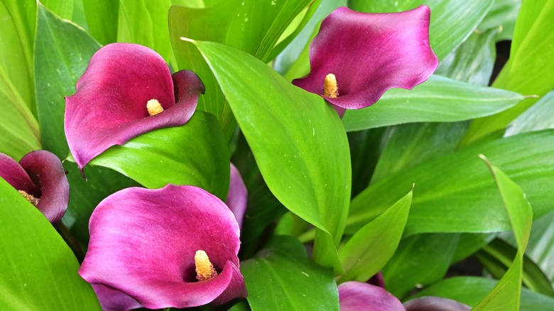 Zantedeschia rehmannii Calla lily