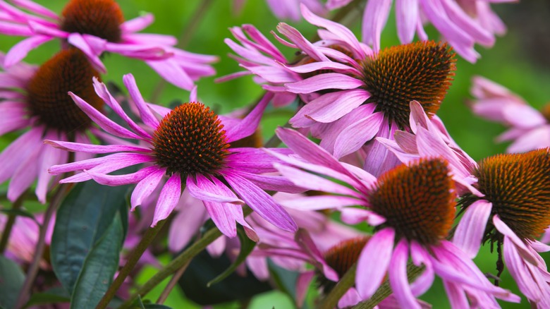 Echinacea coneflowers