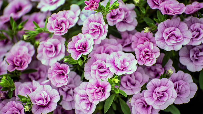 Calibrachoa flowers in pink