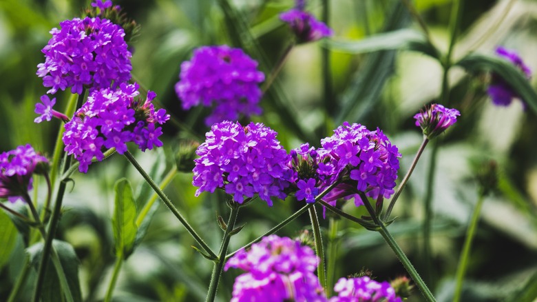 Verbena aristigera moss verbena