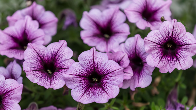 Purple petunia flowers 