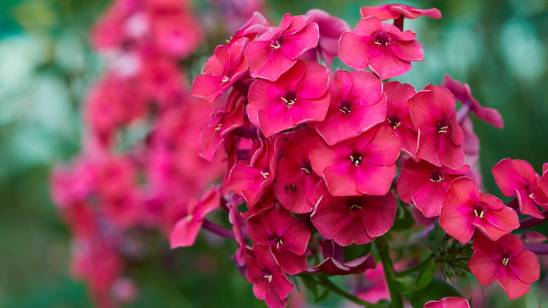 Phlox paniculata fall phlox