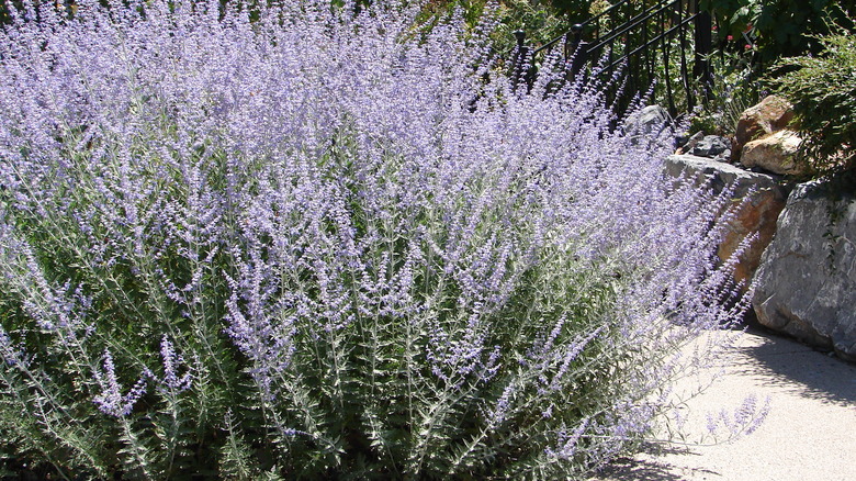 Perovskia atriplicifolia Russian sage