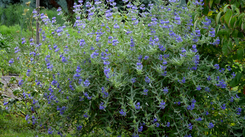 Salvia bush