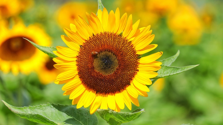 Helianthus annuus sunflower