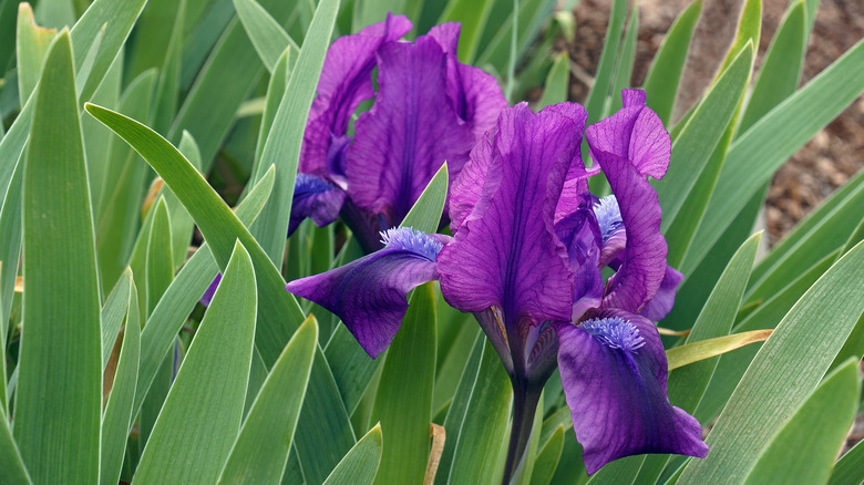 Iris pumila in purple