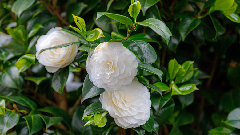 Camellia japonica in bloom