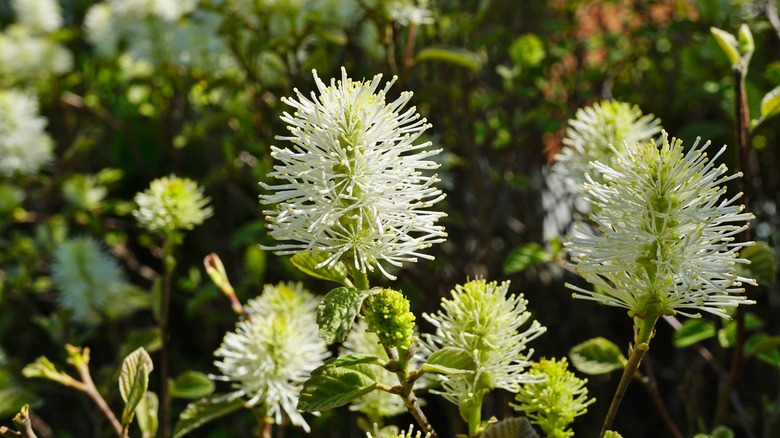 Fothergilla gardenii shrub