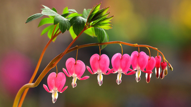 Bleeding heart flowers