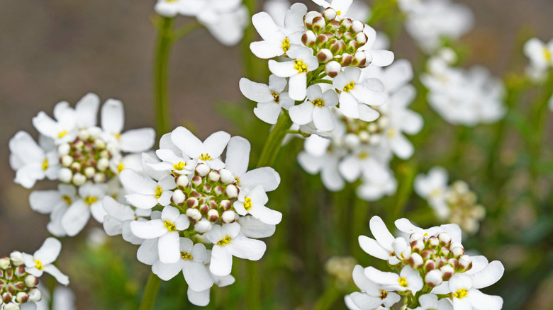 white flowers of evergreen candytuft