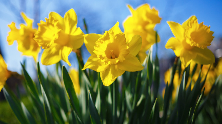 Yellow narcissus flowers