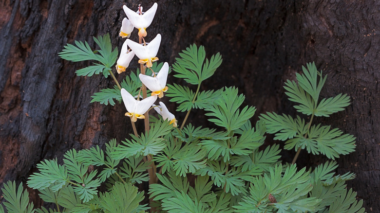 Regrowth of dutchman's breeches