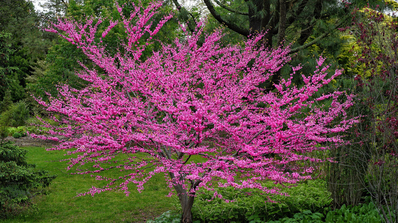 eastern redbud tree