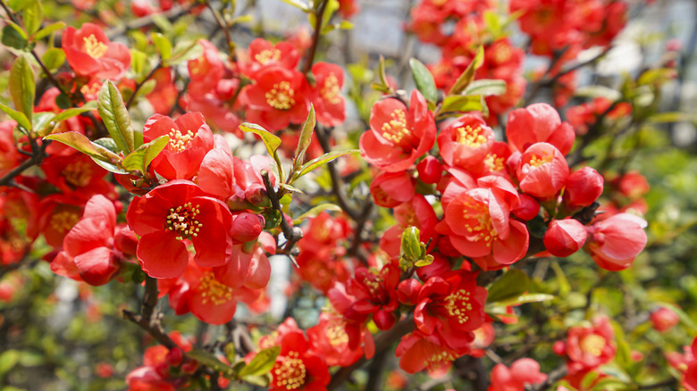 Japan quince in bloom 