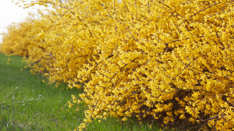 Forsythia yellow spring flowers hedge