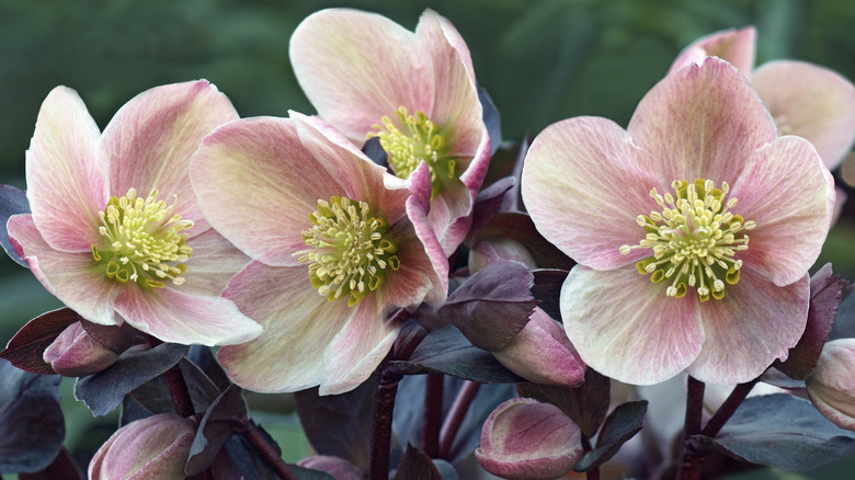 Lenten rose flower