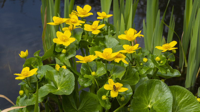 Yellow marsh marigolds blooming 